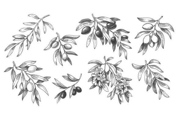Download Engraved Olive Branch. Sketch Branches - Olive Collection